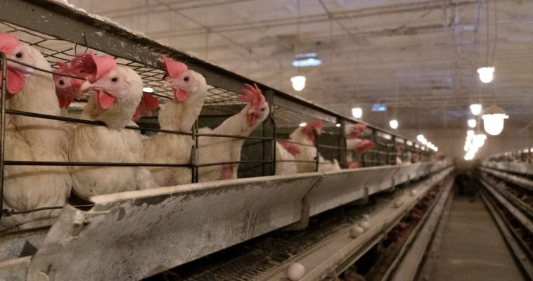 Торговую надбавку на яйца местного производства ограничили на Чукотке