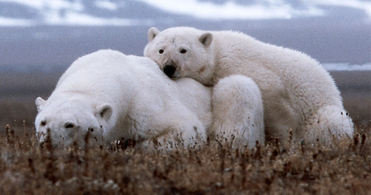 Экологи провели работы по авиаучету популяции белого медведя на Чукотке