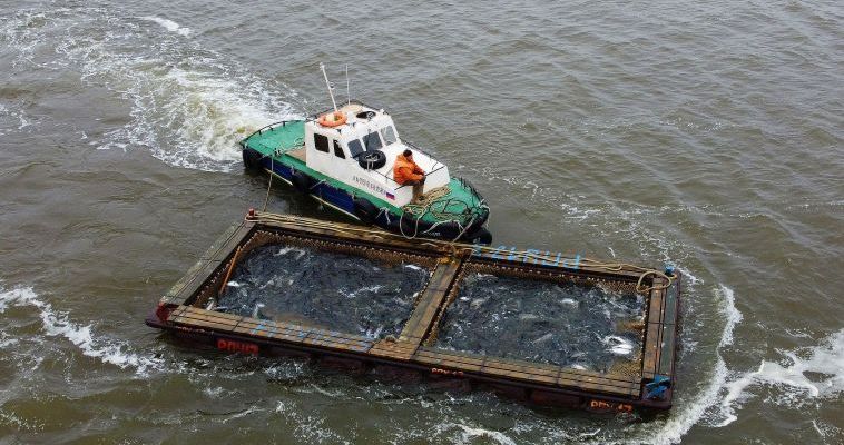 14 тонн лососей добыли на Чукотке с начала путины