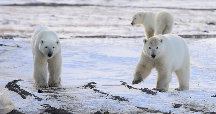 Два десятка берлог обнаружили ученые в &quot;родильном доме&quot; белых медведей на Чукотке
