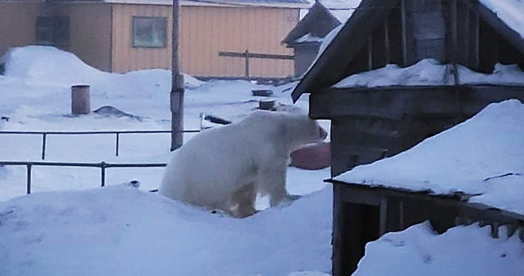 Белый медведь &quot;обнюхал&quot; дома национального села Нешкан на Чукотке