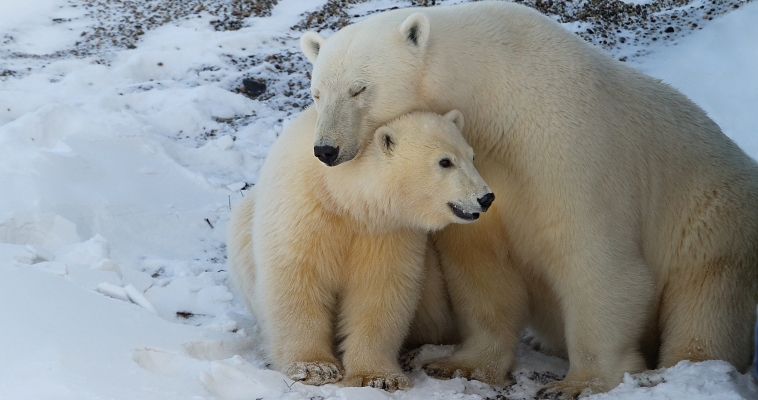 Изучать и защищать белых медведей на Чукотке будет фонд &quot;Компас&quot;